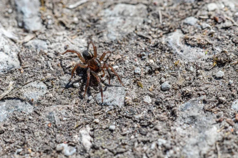 Wolf Spider Bite Symptoms: What to Know