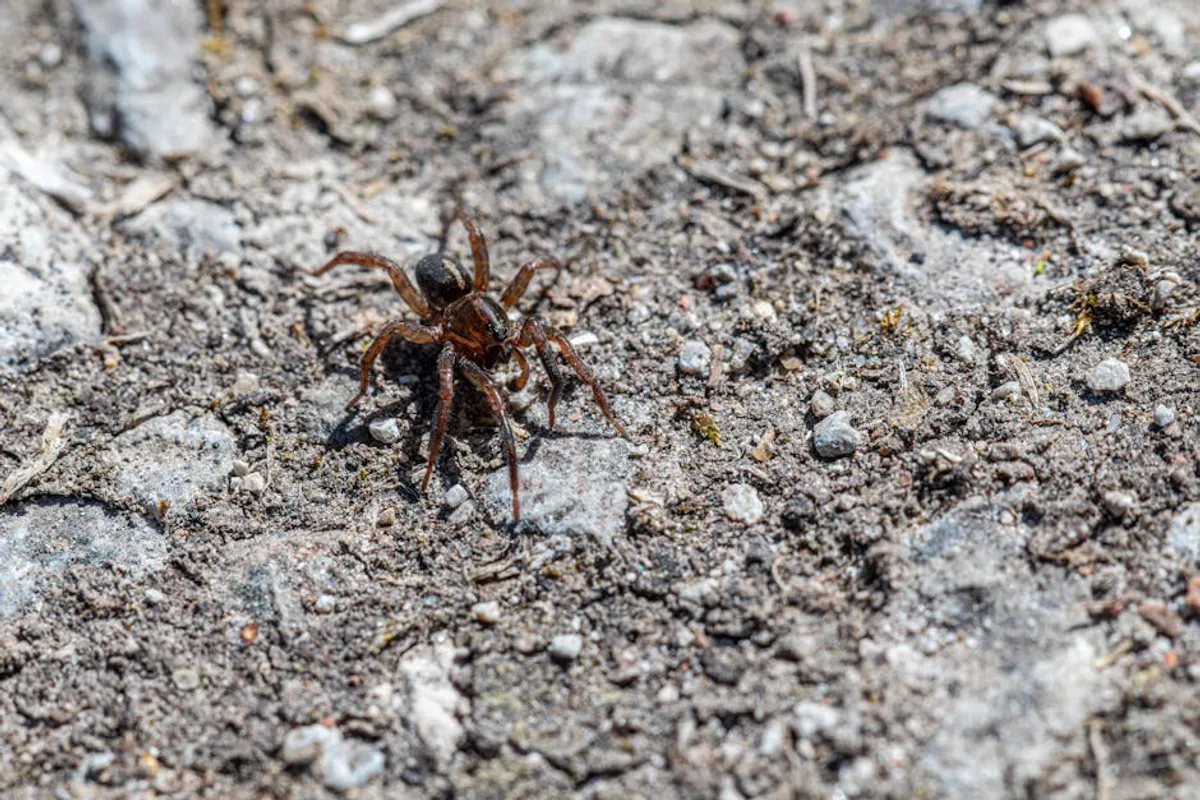Wolf Spider Bite Symptoms: What to Know