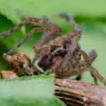 Wolf Spider Bite Treatment at Home