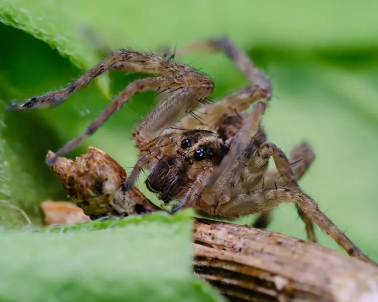 Wolf Spider Bite Treatment at Home
