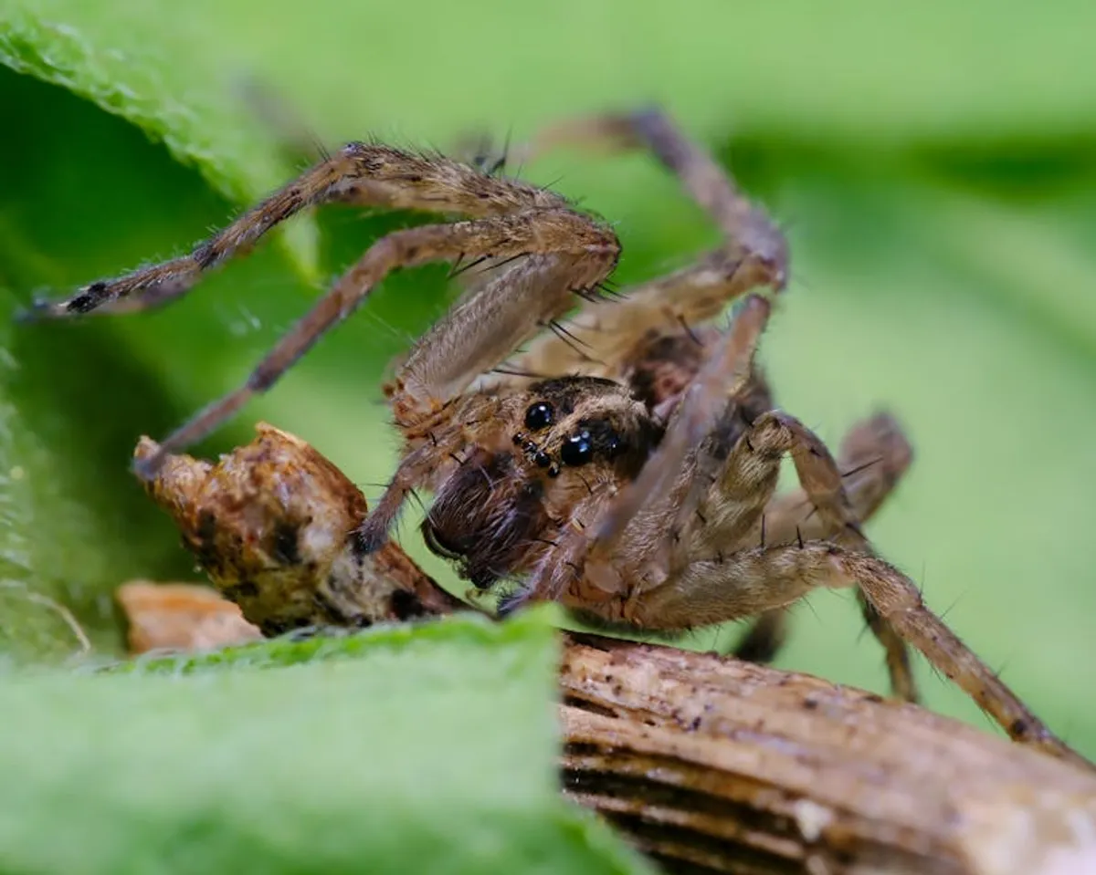 Wolf Spider Bite Treatment at Home